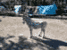parkanimal014